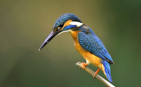 小學(xué)語文上冊(cè)翠鳥教案