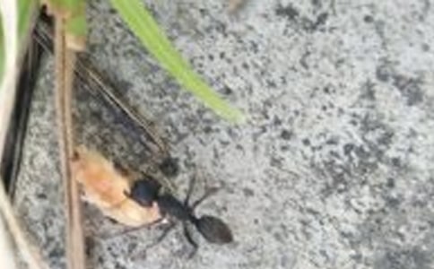 我發(fā)現(xiàn)了螞蟻摔不死的初中作文