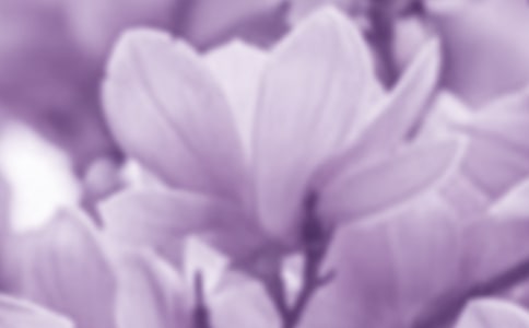 【必備】玉蘭花的作文