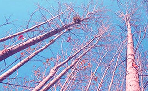 �ח�Yٝ�x���350�֣����x10ƪ��