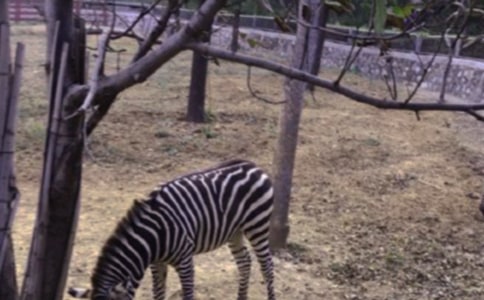 С�లȫ�̰����R��