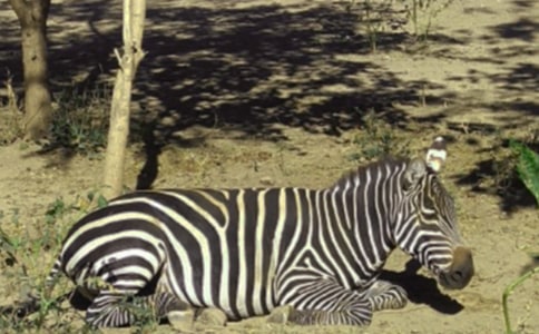 ���R·�ϵİ��R�����f�n��