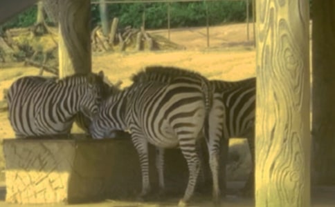 禮讓斑馬線,感動(dòng)在路上作文