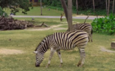 關(guān)于描寫斑馬的作文