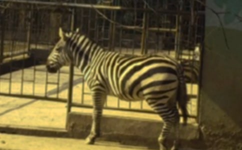 愛(ài)心斑馬線(xiàn)六年級(jí)作文