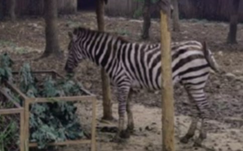 ���������R������(y��u)���x���