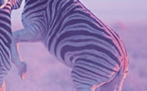 斑馬線五年級作文