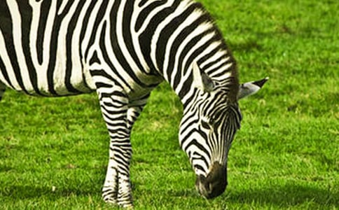 �������R���h(yu��n)�옷���а��Z�Խ̰�