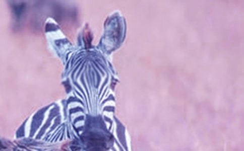 �����R���ϵ��Ї����x���