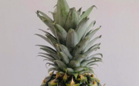 菠蘿作文600字八篇