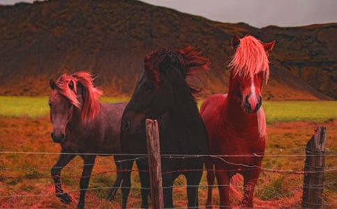 �����������ƥ�R���x���