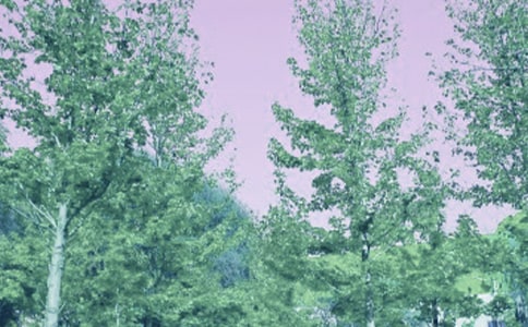 �����O�Ǵ��L(f��ng)�e���鷭�g�p��