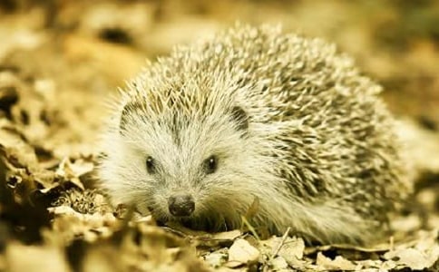 С�����g���С��⬱����ӽ̰�