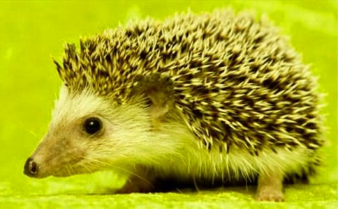 ��⬝h˹�x��з���