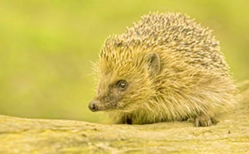 С��⬱����ӽ̰�15ƪ