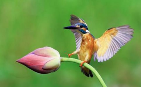 三年級(jí)下冊(cè)《翠鳥》教案(精選17篇)