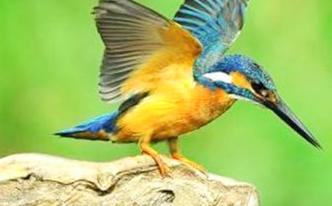 �����B���̰�����