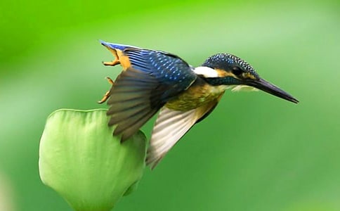 人教版三年級(jí)下冊(cè)翠鳥(niǎo)教案