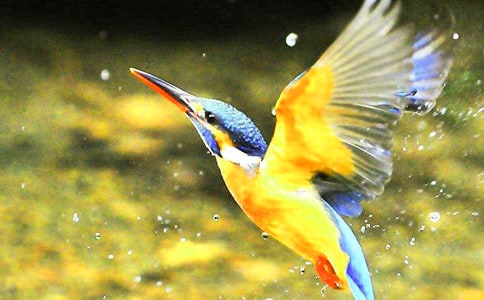 �����B(ni��o)�������꼉(j��)�Z(y��)�Ľ̰�����