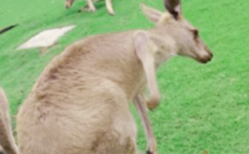 С�ࡶ���󋌋����Α�̰�