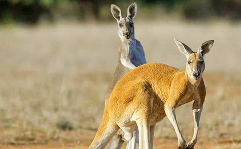 ��ཡ����(y��u)��̰�����˼���ڄڵĴ��󌚌���