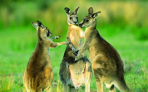 �а�̰�С����