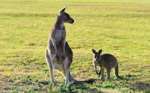 ���������С����̰�