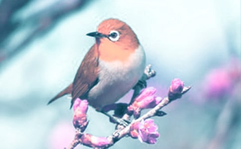 С�W(xu��)�^���(d��ng)ֲ����ӛ