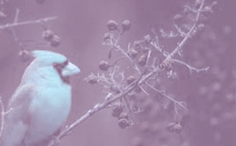 �^���(d��ng)ֲ�����ģ����x20ƪ��