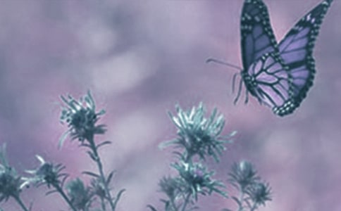 學生寒假動植物觀察日記10篇