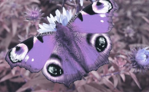 С�W(xu��)����(d��ng)ֲ���^����ӛ�����x18ƪ��