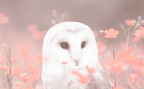 ��(d��ng)ֲ���^����ӛ����200�փ�ƪ