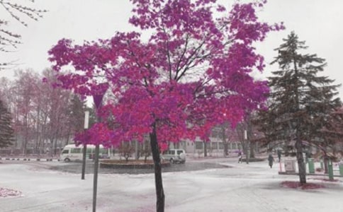 �P�ڱ��Lѩ�ĳ��Z