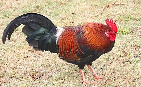 С���u�̰�