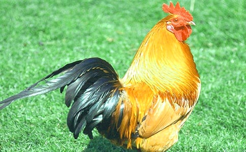 故事《金雞冠的公雞》教案(通用10篇)