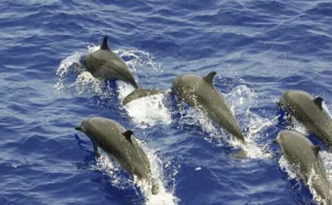 《藍(lán)色的海豚島》優(yōu)秀讀后感450字