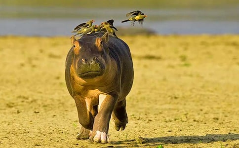 �����R��ʳ�꡷�x���