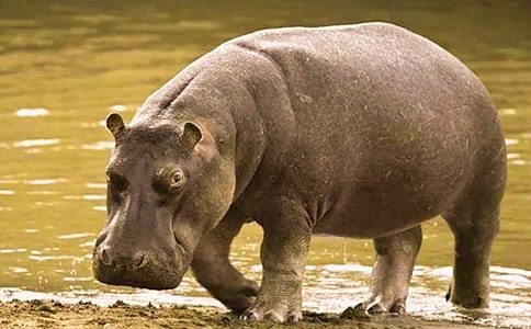 河馬美食店讀后感700字