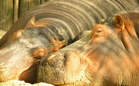 ��ʳ�ĺ��R����