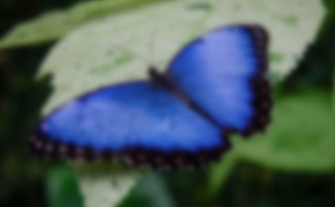 《流星蝴蝶劍》讀后感