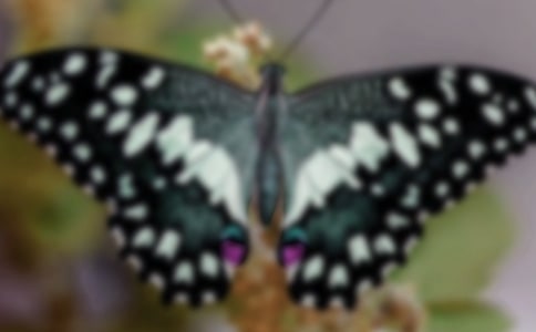 С��̰�����