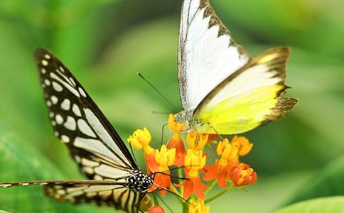 ���������̰�