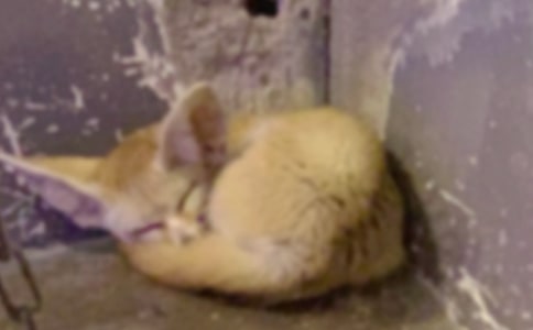 了不起的狐貍爸爸故事讀后感