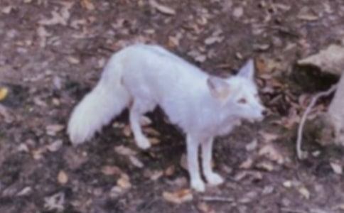 �x���˲���ĺ�؂�ְ֡��иУ�ͨ��57ƪ��