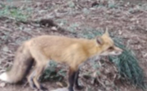 《小狐貍買手套》讀后感范文(通用15篇)