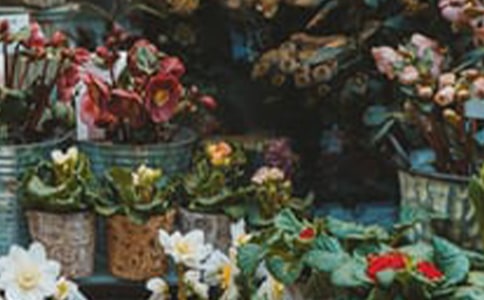 花店項目策劃書(4篇)