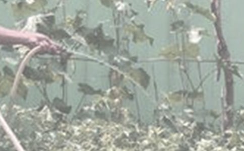 ��һƪ��������ӛ