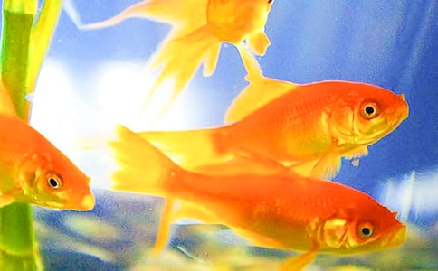 �Gɫ�Ľ��~�Ľ̰�