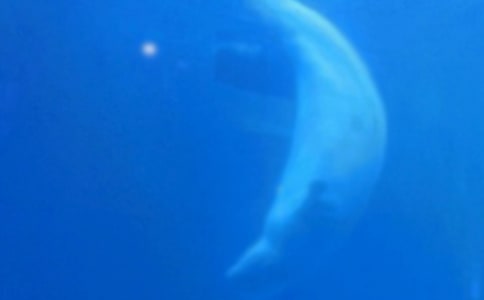 �L�~���g(sh��)�̰�