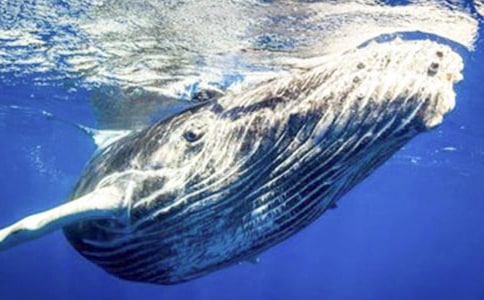 ����Z(y��)�Խ̰������ݺʹ��L�~(y��)��